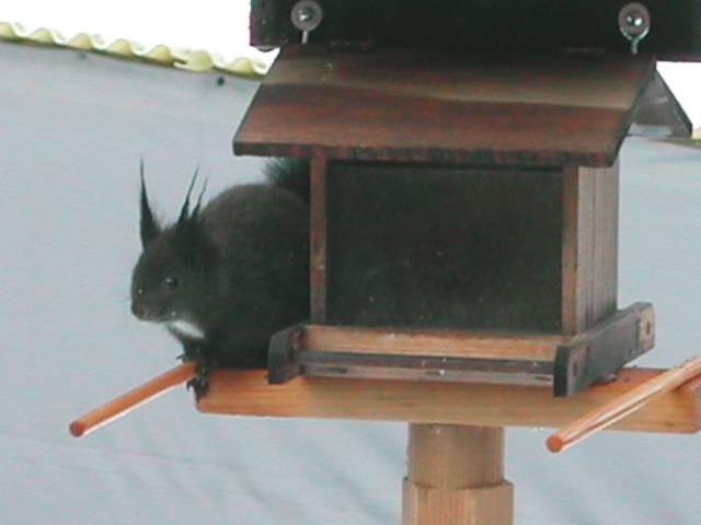 Image 31